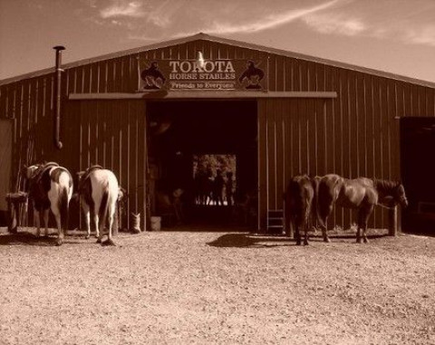 Visit Tokota Horse Stables