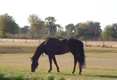 Visit Meadow Run Farm