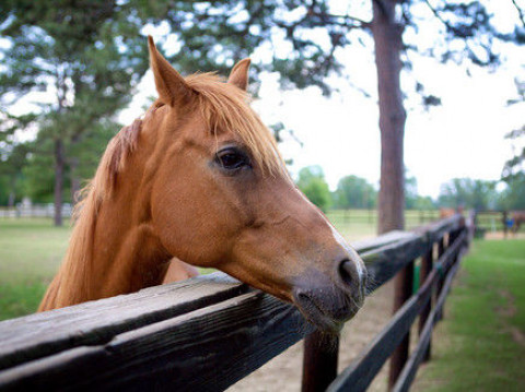 Visit Centaur Arabian Farms