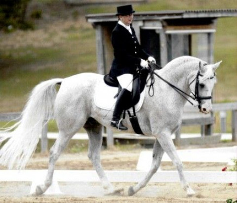 Visit Wild Oak Dressage