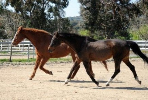 Visit TSC Equine