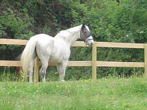 Visit Dublin Bay Stables