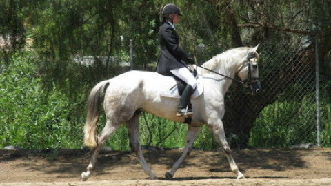 Visit Julie Picot Horse Training
