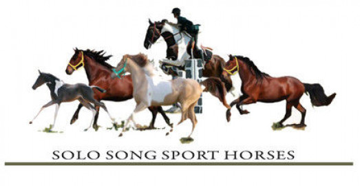 Visit Solo Song Sport Horses