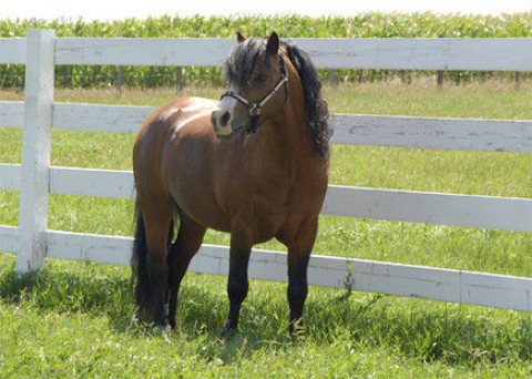 Visit Pine Acre Farms Equestrian Center 970-461-1464