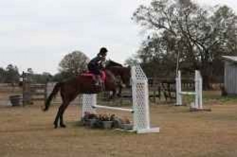 Visit Euphoria Stables Boarding Near Jacksonville & Gainesville