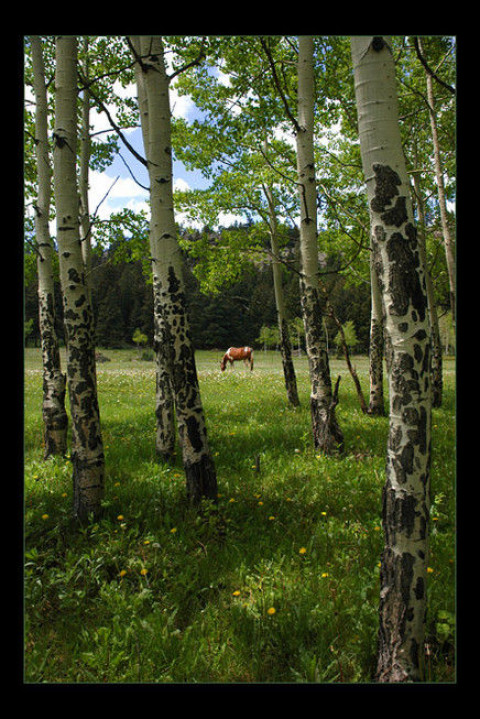 Visit ELK RIDGE RANCH