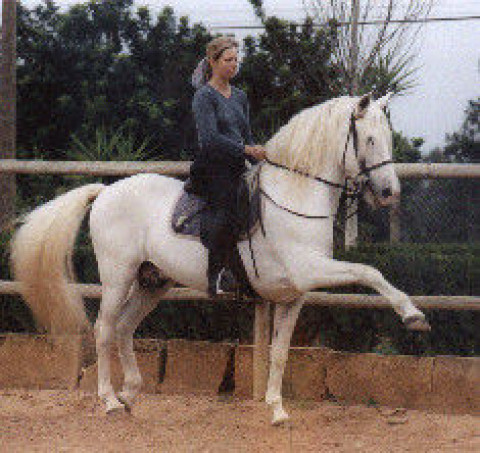 Visit Clay Hill Stables