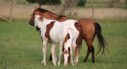 Visit WhiteMyth Stables