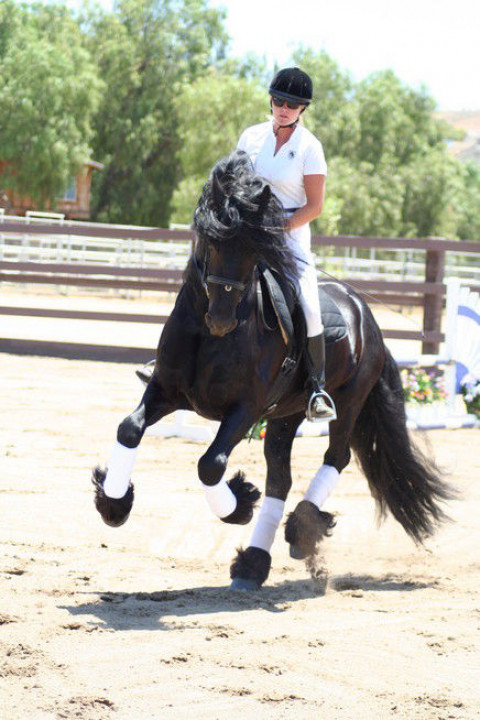 Visit Call Kathleen Elliott 951-288-0521 Certified Equestrain Horse Trainer