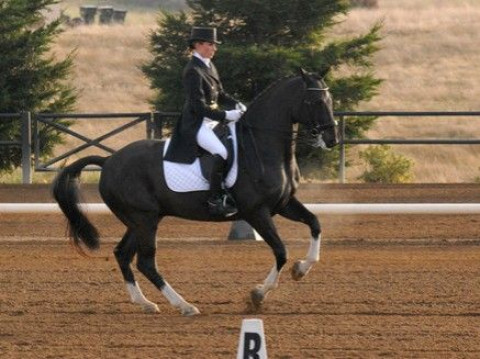 Visit Shine Equestrian