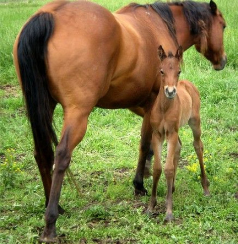 Visit Perkins Quarter Horses