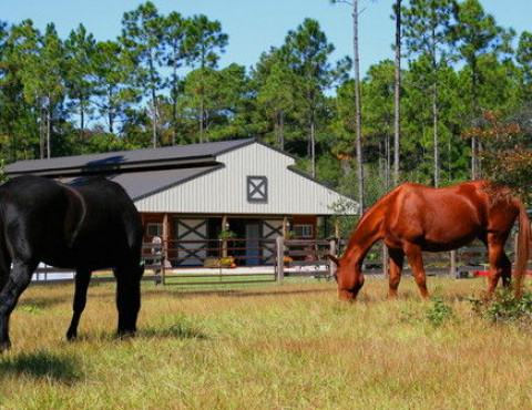 Visit Harmony Horse Dressage & Equine Sports Massage