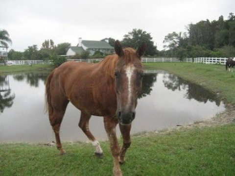 Visit Rose Hill Ponies