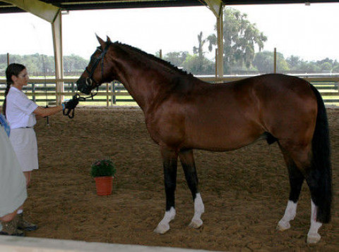 Visit Mary-Go-Round Sport Horses, LLC