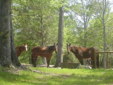 Visit T-Jay Farms