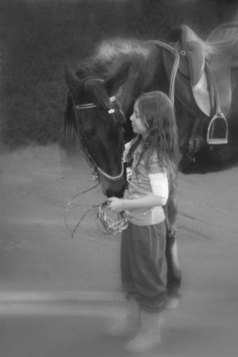 Visit Rancho Toledano Paso Fino Farm