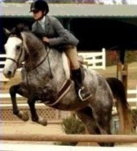 Visit Dream Big Equestrian