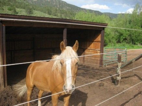 Visit Pinecrest Stables 719-684-9830