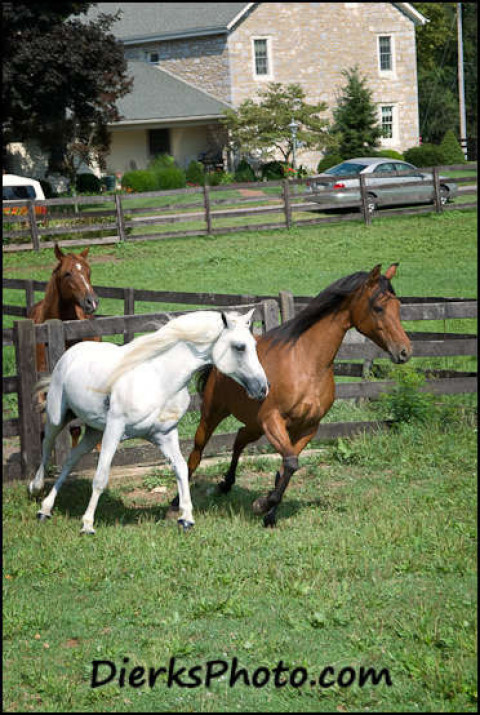 Visit Whoa Nellie Equine Services
