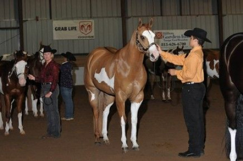 Visit Waterford Stables