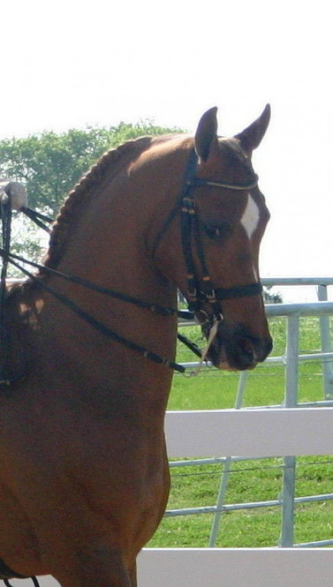 Visit Baywood Equestrian Center