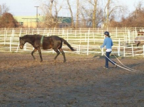 Visit Kimberlee Strauss Horsemanship from the Heart