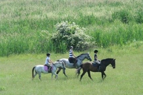 Visit Summer Hill Farm LLC