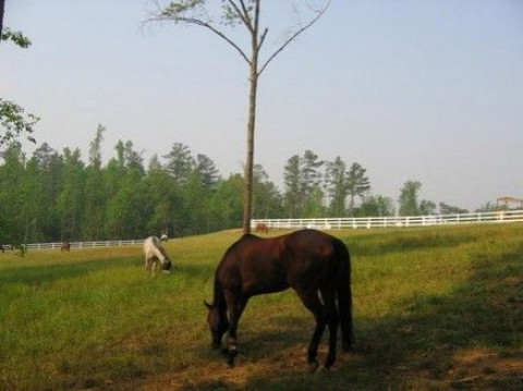 Visit Green Tree Horse Farm