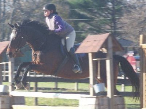 Visit Horsesport at Laughin Stables