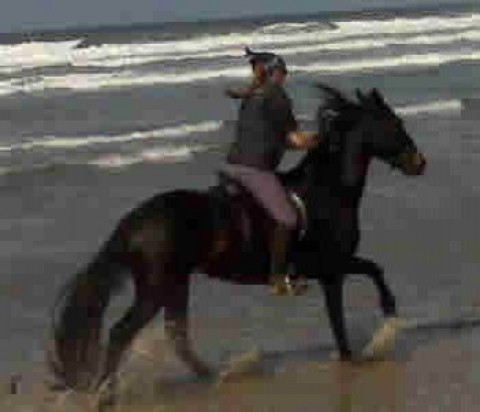 Visit Terraka Mishler Horse Riding Instructor and Trainer