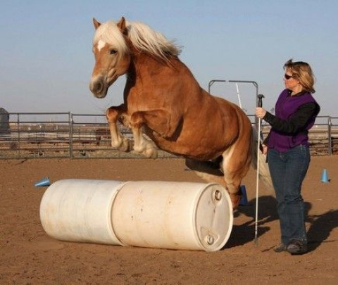 Visit Promenade Horsemanship Academy - Natural Horsemanship Classes