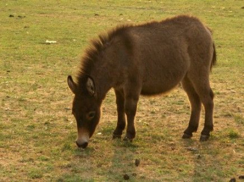 Visit Thunder Plains-Flame & Glory Farm-K & C Riding