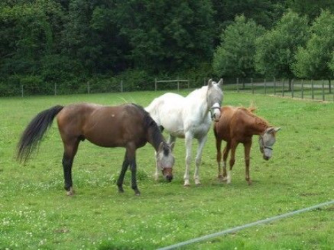 Visit Rose Wynde Farm