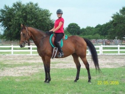 Visit On The Bit Horse Training & Riding Instruction