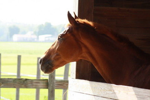 Visit Copperfield Farm LLC