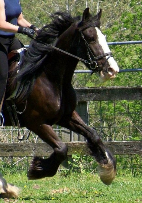 Visit Rhythm and Balance Equestrian Center