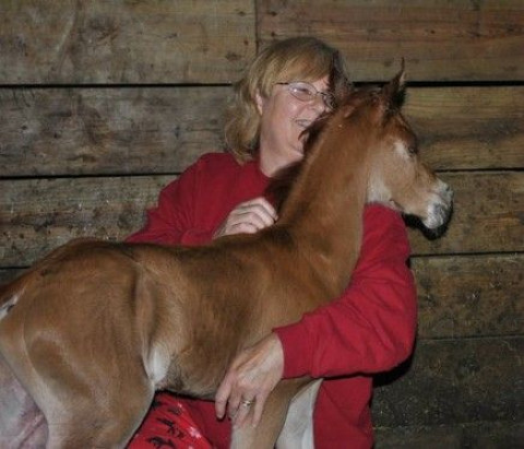Visit Stowe Arabians