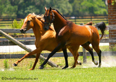 Visit Myakka River Ranch LLC