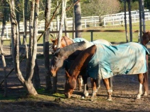 Visit Sunrise Stables