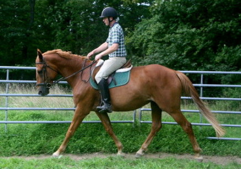 Visit High Point Equestrian Center