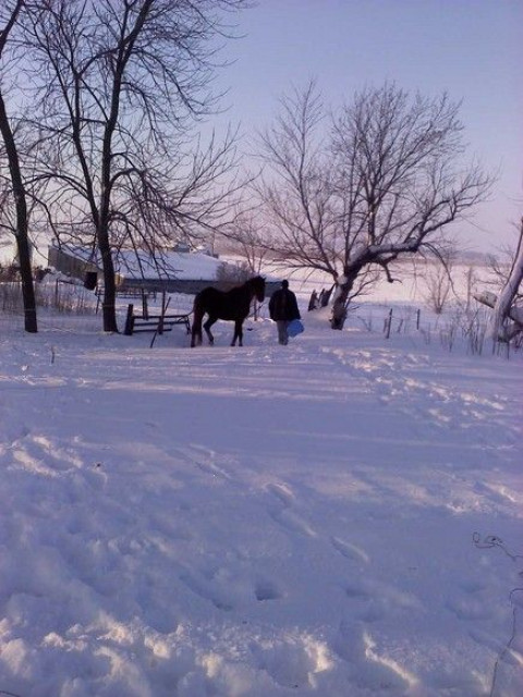 Visit Wright Ranch and Rescue