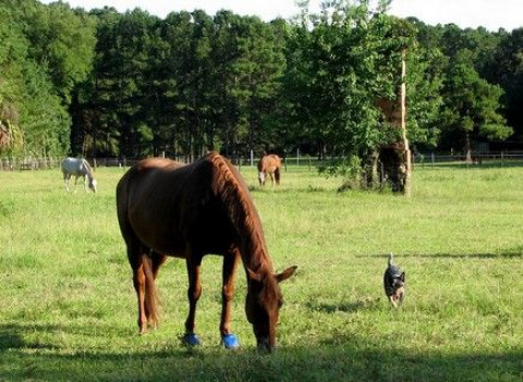 Visit Chimney Field Stable