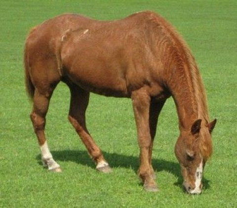 Visit February Star Farm