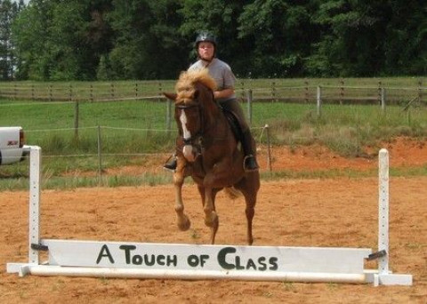 Visit a touch of class @ Bell tower Farm