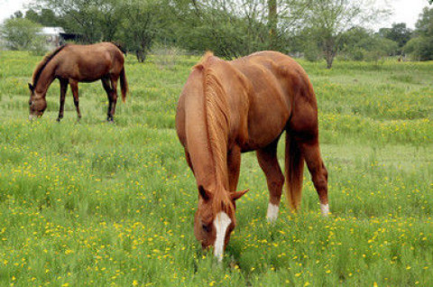 Visit Hold Your Horses Ranch