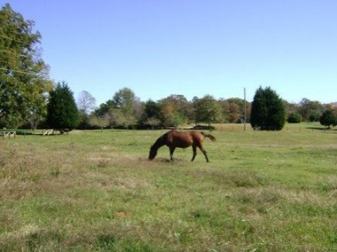 Visit Stars and Bars Horse Facility