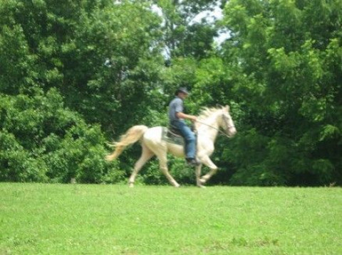 Visit Dreamland Farms & Stables