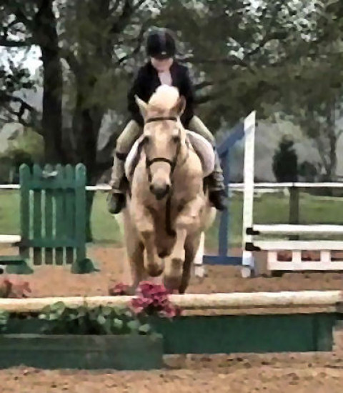 Visit Woodberry Warmbloods