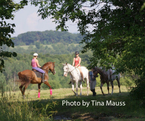 Visit Windswept Farm